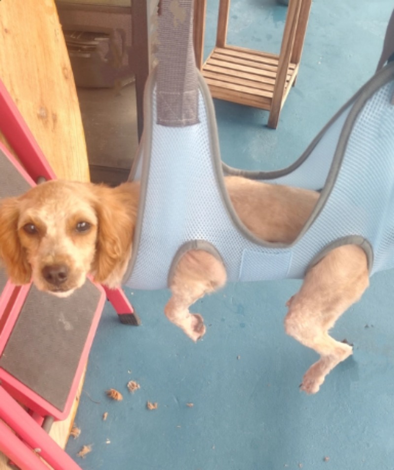 Pet Grooming Hammock Hanging B - Pet Grooming Hammock Sling Restraint 评论和价格